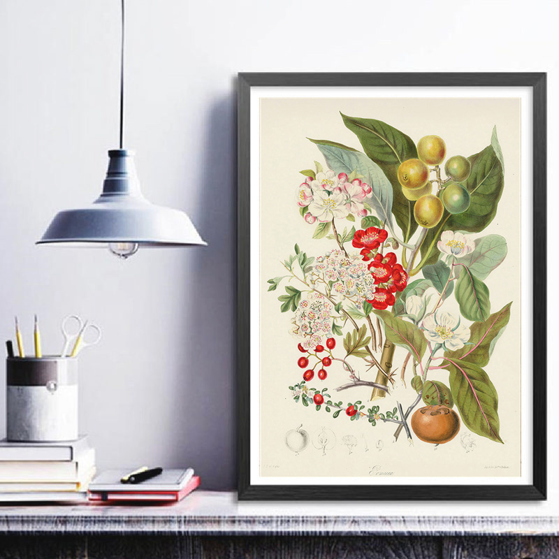 Botanical Collection Vintage P - огляд і ціна Vintage Collectible Posters